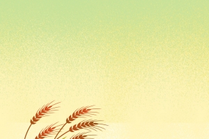 插画风芒种节气海报
