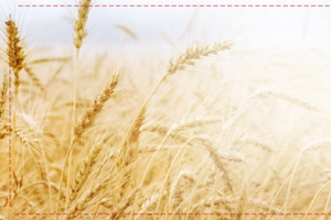 小清新简洁小麦面粉面食面条banner