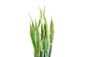 金边虎皮兰