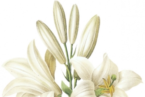 白色百合花芝麻花