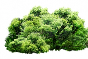小清新绿色植物从