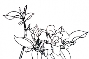 线描画栀子花