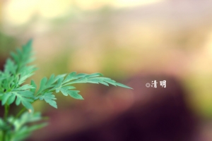 春天 四月 清明节 青团 海报 背景 9