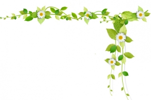 春季绿色树叶白色雏菊