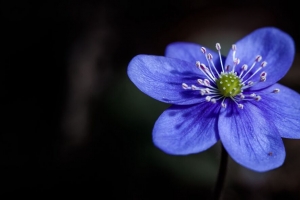 苔草 花 花瓣 宏观 蓝色 4k壁纸 3840x2160