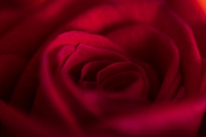 玫瑰 芽 花瓣 花 红色 宏观 4k壁纸 3840x2160