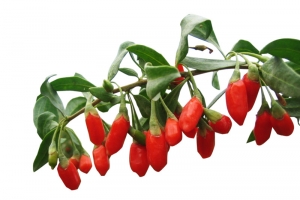 枸杞高清PNG透明装饰植物设计素材免费下载