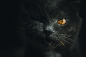 猫 灰色 宠物 面部 4k壁纸 3840x2160