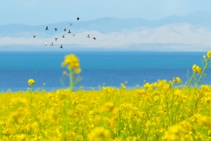 油菜花微距阳光大雁景色蓝色banner