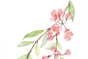 清新小花卡通插画25