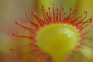  drosera rotundifolia 向日葵 植物 模糊 宏观 4k壁纸 3840x2160