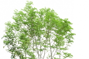立面树稀疏树叶植物素材