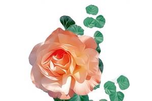 橘红色花朵花瓣叶子
