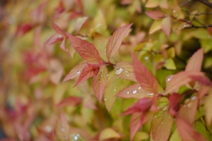 灌木 树叶 水滴 宏 植物 4k壁纸 3840x2160