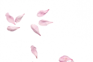 古风飘落花瓣3