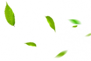 绿色树叶漂浮