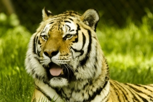老虎 突出的舌头 大猫 捕食者 4k壁纸 3840x2160