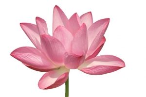 开放中的莲花