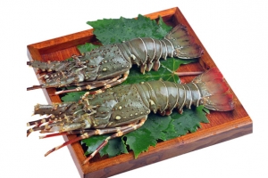 冷冻澳洲龙虾