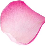 两朵红色花瓣 免扣png