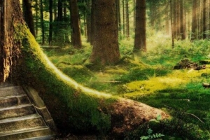 梦幻森林背景