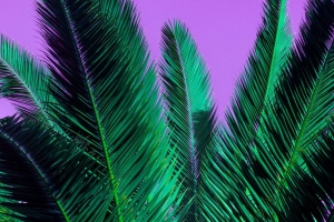 棕榈 树枝 植物 树叶 紫色 4k壁纸 3840x2160