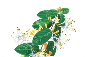 金银花