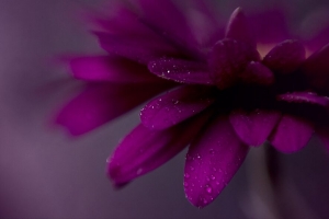 花瓣 水滴 花 紫色 宏观 4k壁纸 3840x2160