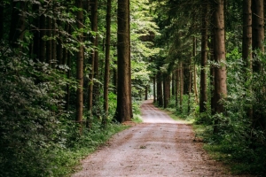 道路 树木 路径 森林 4k壁纸 3840x2160
