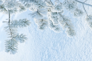 松树雪地