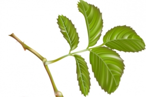 红色山茱萸