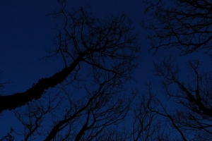 树 树枝 天空 夜间 4k壁纸 3840x2160