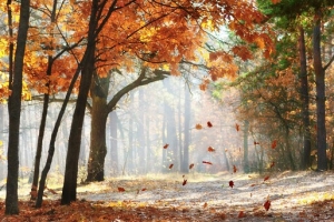 秋天枫林树叶高清素材