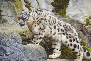  irbis 爪子 捕食者 大猫 动物 石头 4k壁纸 3840x2160