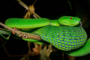 毒蛇 蛇 爬行动物 鳞片 玻璃容器 4k壁纸 3840x2160