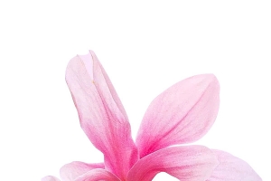 粉色 花 木棉花