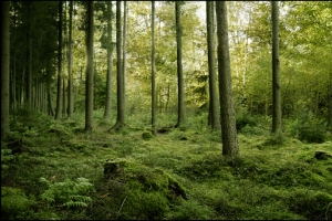 阳光绿色森林草地高清PNG透明背景素材-免费下载banner海报设计元素