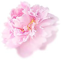 白色侧面牡丹花