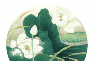 白色莲花绿色荷叶