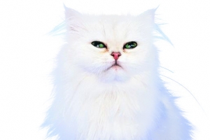 可爱的一只猫