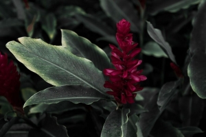 火烈鸟花 雅各布 justicia carnea 花 花瓣 叶子 4k壁纸 3840x2160