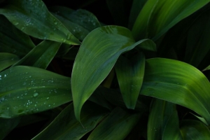 植物 树叶 水滴 湿 4k壁纸 3840x2160