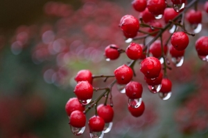  viburnum 浆果 滴 雨 宏观 4k壁纸 3840x2160