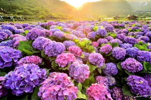 五颜六色的八仙花，田地