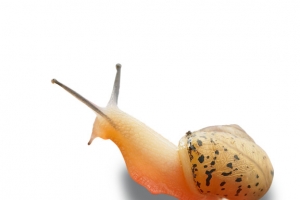 蜗牛