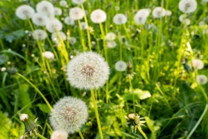 蒲公英 植物 宏观 绿色 4k壁纸 3840x2160