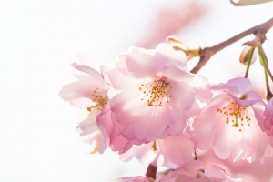 花朵 花瓣 树枝 雄蕊 春天 粉红色 4k壁纸 3840x2160