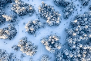 树 雪 鸟瞰图 冬天 白色 4k壁纸 3840x2160