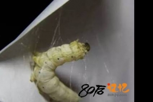 80后记忆：小时候养蚕