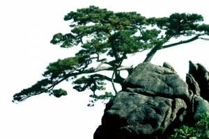 迎客松，淘宝素材，松树，石头